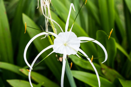 Crinumの写真素材