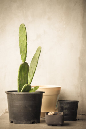 cactus の写真素材