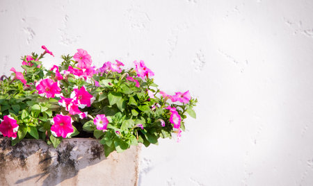 pink petuniaの写真素材