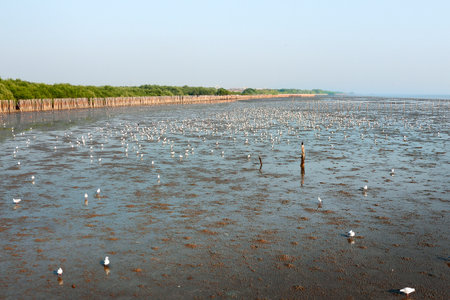 wetlandの写真素材