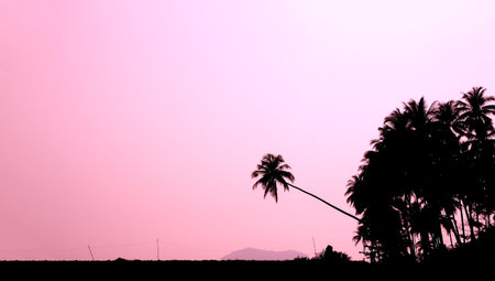 coconut tree silhouette の写真素材