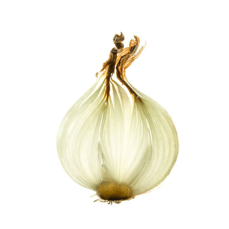 onion on whiteの写真素材