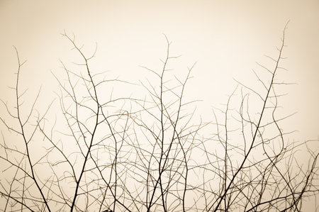 dry branch in sepia color toneの写真素材