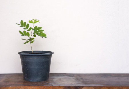 Cassia bakeriana Craib sprout treeの写真素材