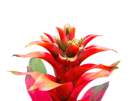 red bromeliad isolated from white backgroundの写真素材