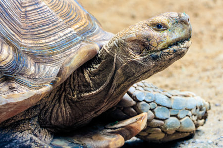old turtle crawling on sandの写真素材