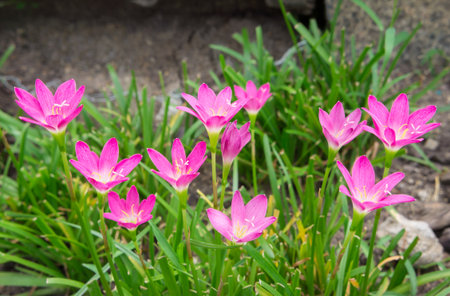 pink flower or zephyranthes in botanic nameの写真素材