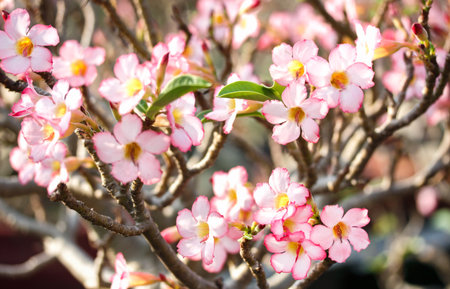 Impala Lily flower in gardenの写真素材