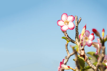 Impala Lily flower in gardenの写真素材