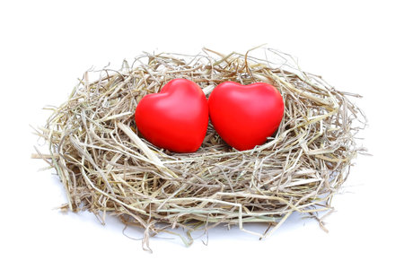 couple heart on bird nest isolated from white backgroundの写真素材