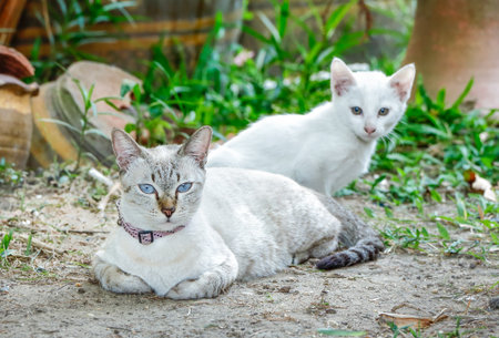 mother catの写真素材