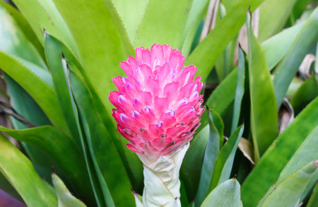 pink Bromeliad or pineapple flowerの写真素材