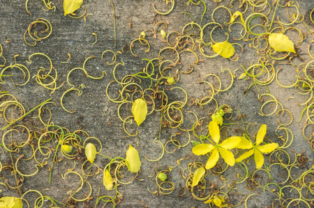 Golden shower backgroundの写真素材