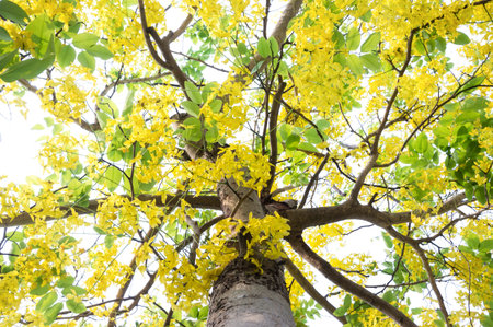 Golden shower or Cassis fistula Linn. botanic nameの写真素材