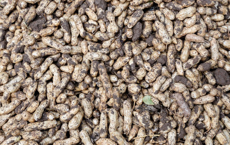ground nut