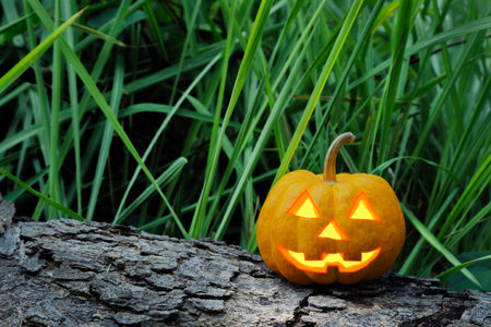 halloween pumpkin in dark forestの写真素材