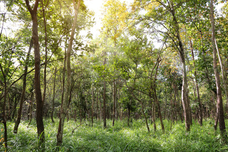 Mixed Deciduous Forest in south east asiaの写真素材