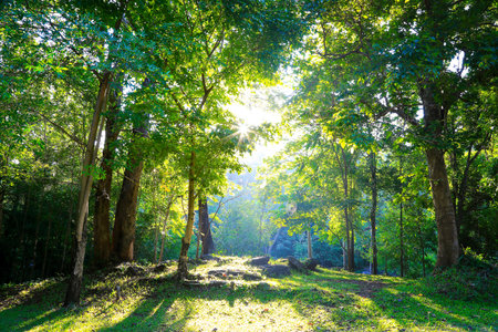 Mixed Deciduous Forest in south east asia