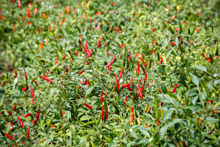 chili agricultural in organic farmの写真素材