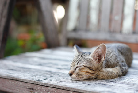 cat lay down on woodの写真素材