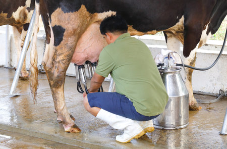 THAILAND,FEBRUARY 2016: Worker milks cows at Thai - Denmark farmの写真素材