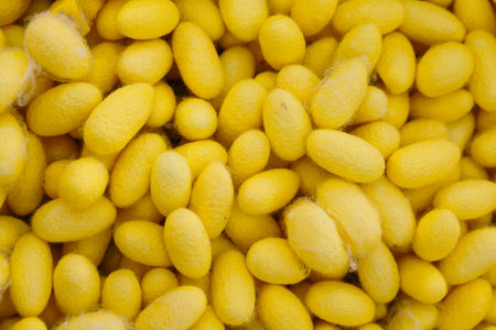 Closeup cocoon yellow details the nature of the cocoon shellの写真素材