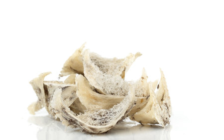 Edible bird nest isolated on white backgroundの写真素材