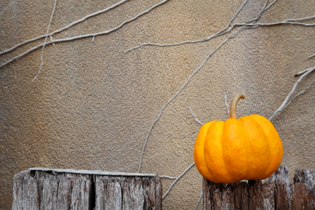 Pumpkin in dark wall sceneの写真素材