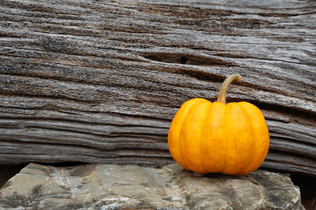 Pumpkin in a dark old wood wall backgroundの写真素材