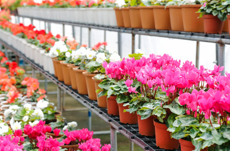 cyclamen flower in glasshouse farmの写真素材