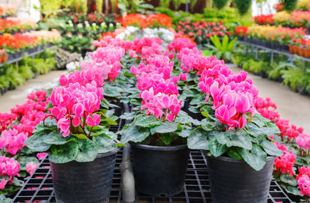 cyclamen flower in glasshouse farmの写真素材