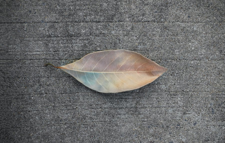 Dry leaf isolated on concrete floorの写真素材