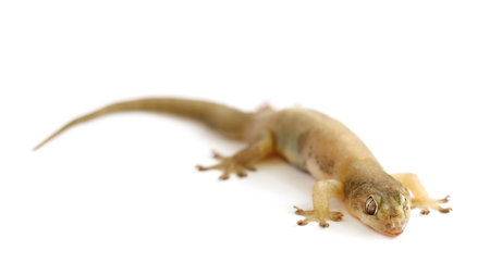 Closeup of a lizard crawling on a white backgroundの写真素材