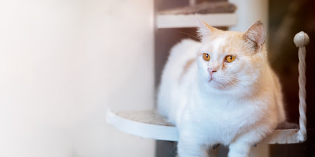 The white cat lay comfortably and stared at the empty space.の写真素材