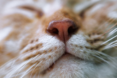 Sleeping cat face Close Upの写真素材