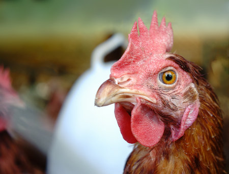 Raising chickens on the farm. Head closeup.の写真素材