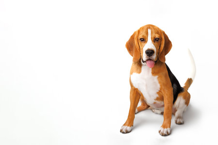 cute beagle dog isolated sitting on a white background.の写真素材