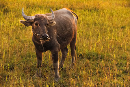A lone water buffalo in Thailand stands in the field as the sun sets giving a soft and natural...