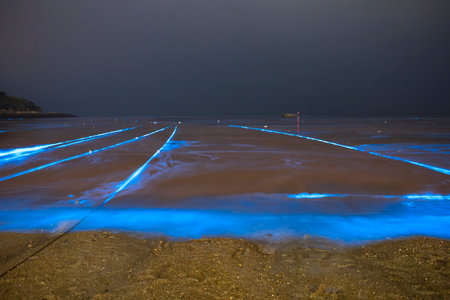 Blue tears Noctiluca scintillans. Photographed in Matsu, Taiwanの写真素材