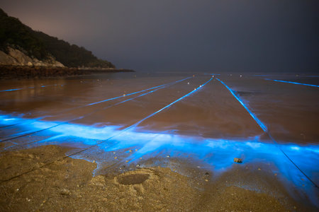 Blue tears Noctiluca scintillans. Photographed in Matsu, Taiwanの写真素材