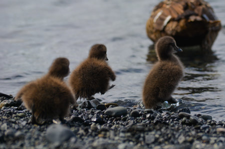 Ducklings in Icelandの写真素材