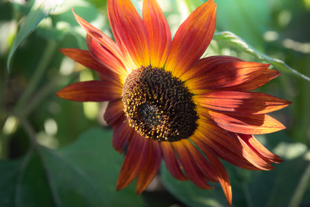 sunflower close up in a field with soft lightの写真素材