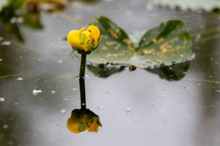 lily bud emerging from water with reflectionの写真素材