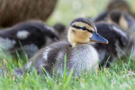 bay mallard duckling close up in grassの写真素材