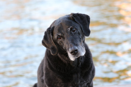 black labrador retriever close up with lakeの写真素材