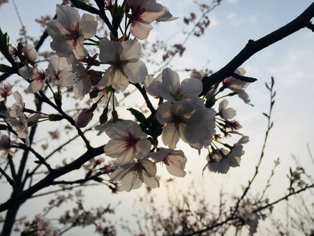 Peach blossom under the sunの写真素材