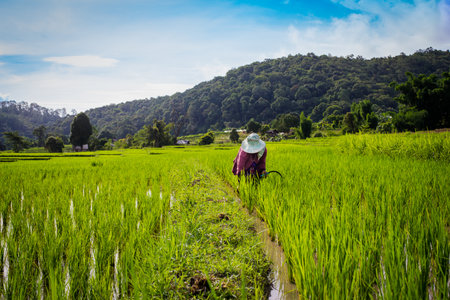 Farmer work in rice field terrace Chiangmai Thailandの写真素材