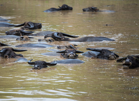 Buffalo take a bath in the canalの写真素材