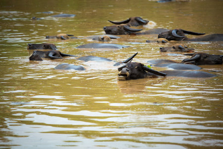 Buffalo take a bath in the canalの写真素材