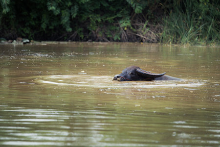 Buffalo take a bath in the canalの写真素材
